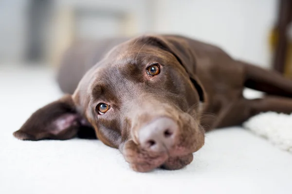 Roztomilý čokoládové hnědý labrador portrét — Stock fotografie