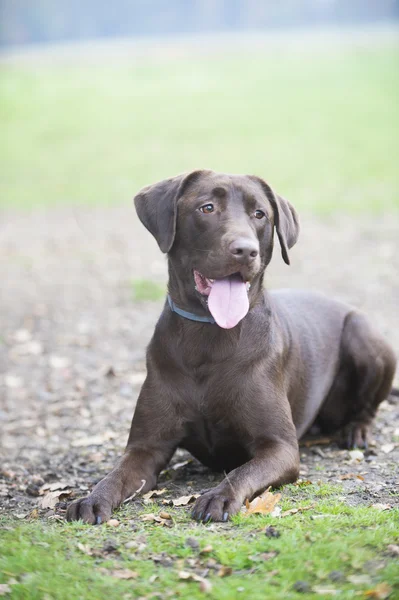 Mignon labrador brun chocolat portrait — Photo