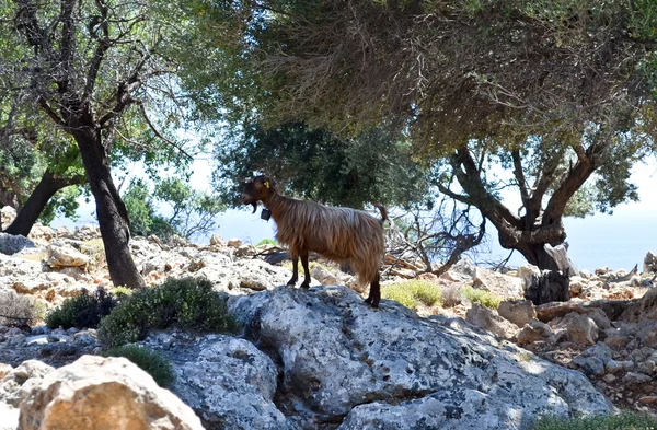 Chèvre sur la pierre Photos De Stock Libres De Droits