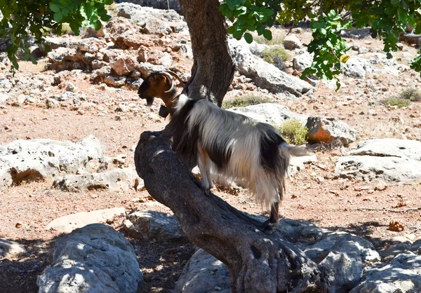 Коза на дереве — стоковое фото