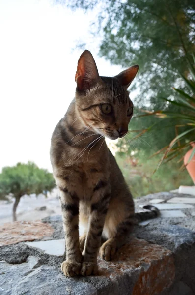 Кіт у грецькій таверні — стокове фото