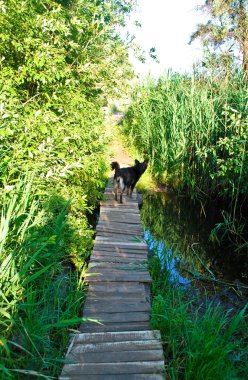 köpek köprü