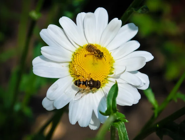 Vit camomile med bin — Stockfoto