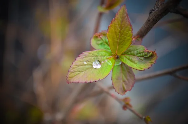 Gotas de água — Fotografia de Stock