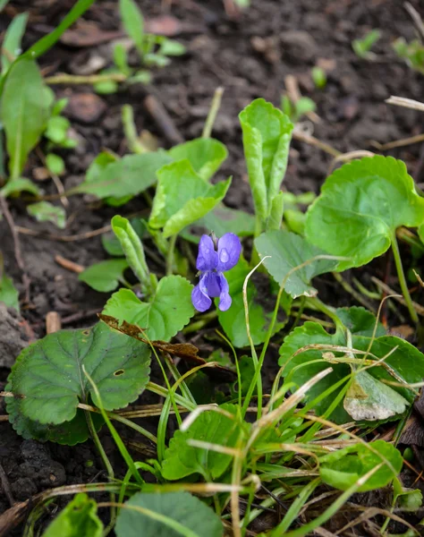 Flower — Stock Photo, Image