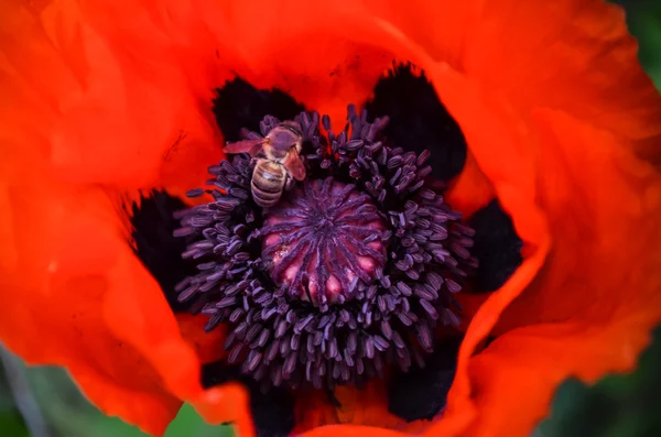 Red poppy — Stock Photo, Image