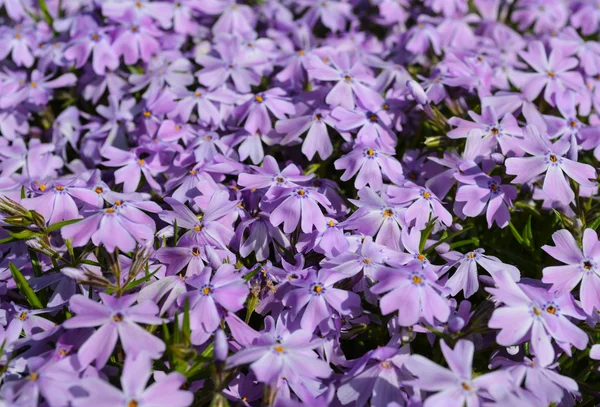 Flowers — Stock Photo, Image