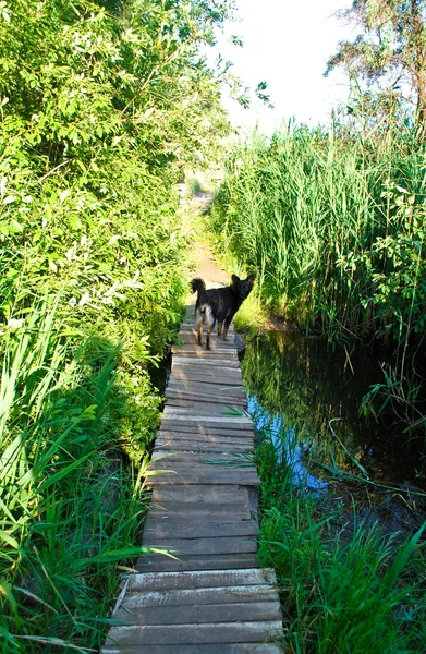 köpek köprü