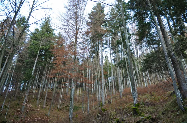 Forêt près de Château de Neuschwanstein — Photo
