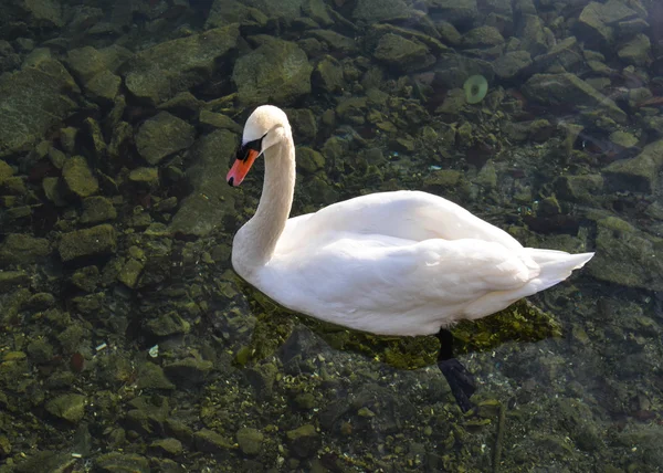 Cisne en el lago de Lucerna —  Fotos de Stock