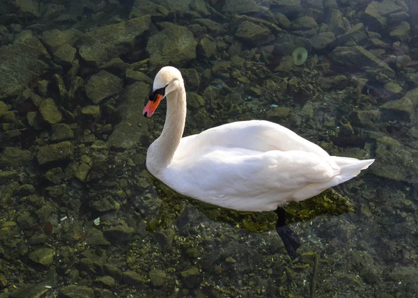 Svanen på Luzern Lake – stockfoto