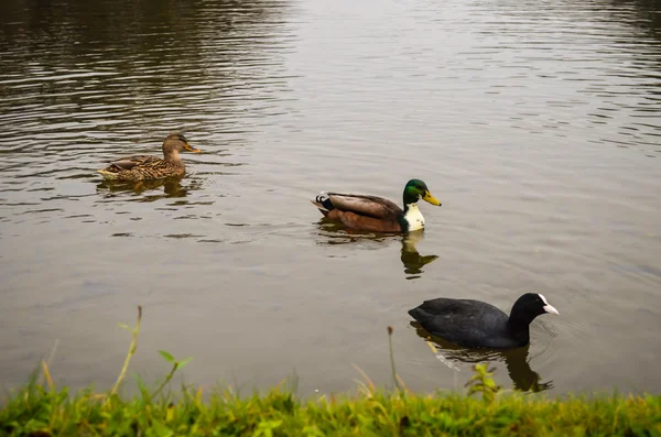 Ducks in Nymphenburg palace's park — Stock Photo, Image