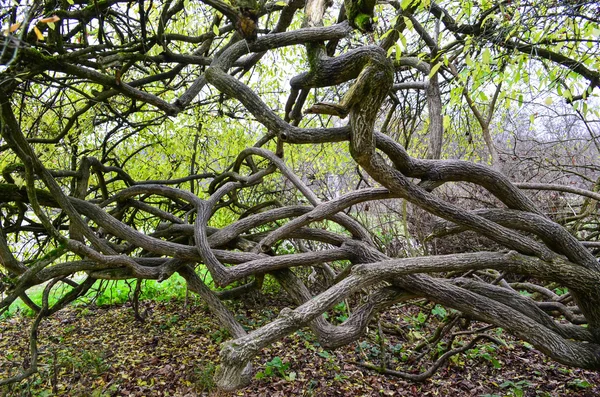 Nymphenburg palace's park — Stock Photo, Image