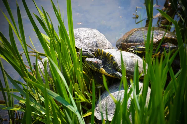 Wielki żółw — Zdjęcie stockowe