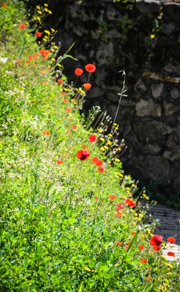 Red poppies — Stock Photo, Image