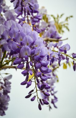 Bright Caddesi çiçek