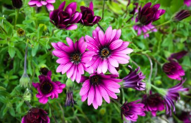 Bright Caddesi çiçek