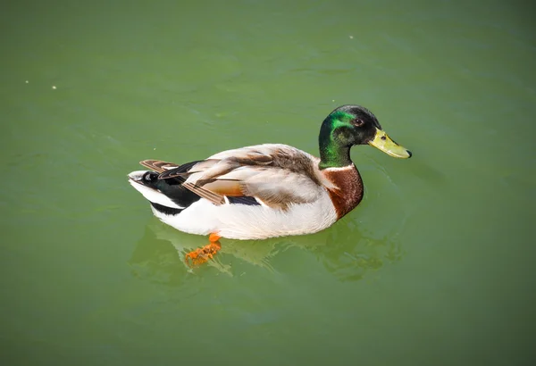 Magnificent colored duck — Stock Photo, Image