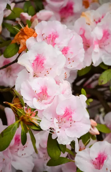 Bright street flowers — Stock Photo, Image