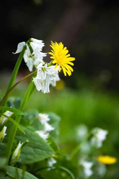 Helle Wildblumen im Portofino — Stockfoto