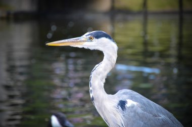 Heron Regents Park Londra