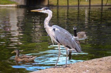 Heron Regents Park Londra