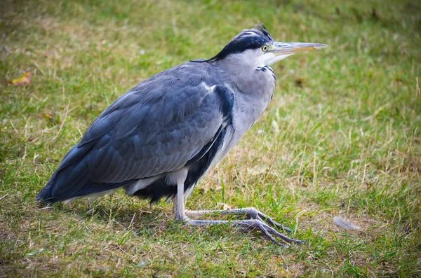 Heron in Regents Park in London — Stock Photo, Image