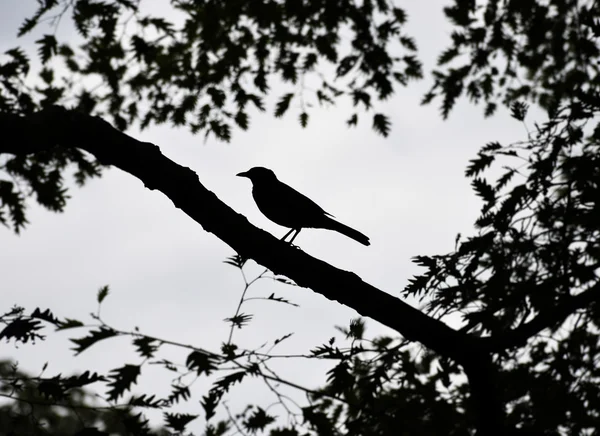 Pájaro cantor en Regents Park en Londres —  Fotos de Stock