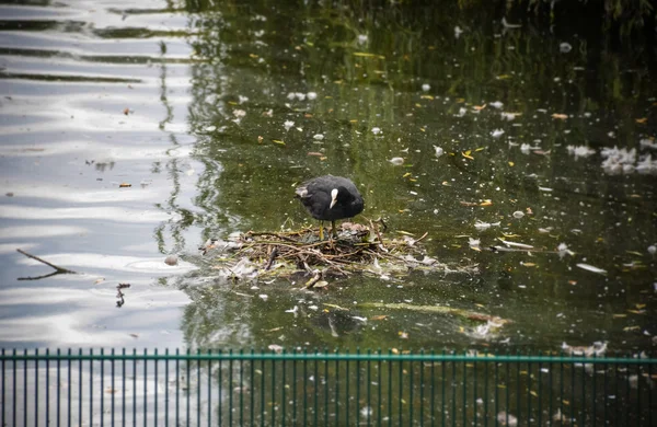 Bird in Regents Park in London — Stock Photo, Image