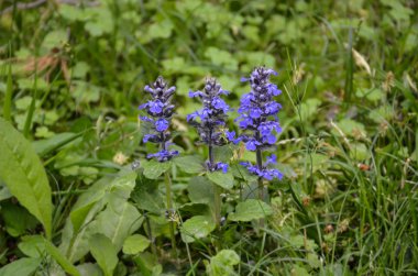 S. Margherita sokak çiçek