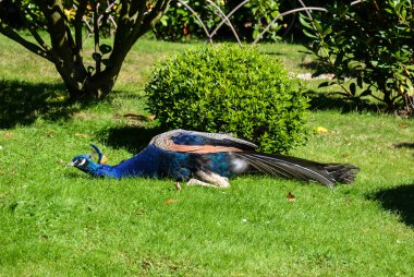 Holland Park Peacock'da