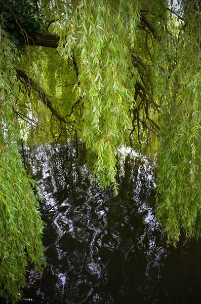 Pond in Regents Park — Stock Photo, Image