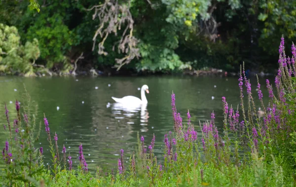 สระว่ายน้ําใน Regents Park — ภาพถ่ายสต็อก