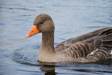 Hyde Park'ta komik kaz