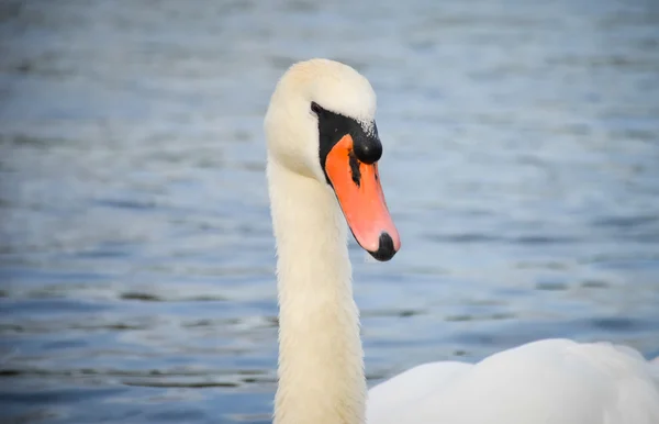 Hermoso cisne blanco —  Fotos de Stock