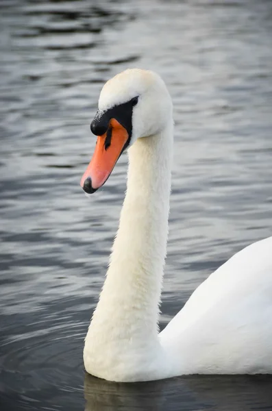 Beautiful white swan — Stock Photo, Image