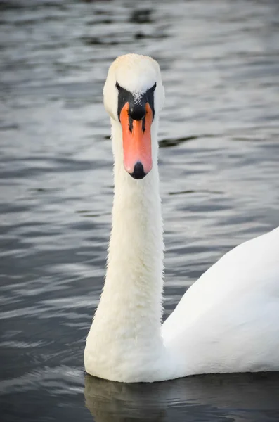 Vakre, hvite svane – stockfoto