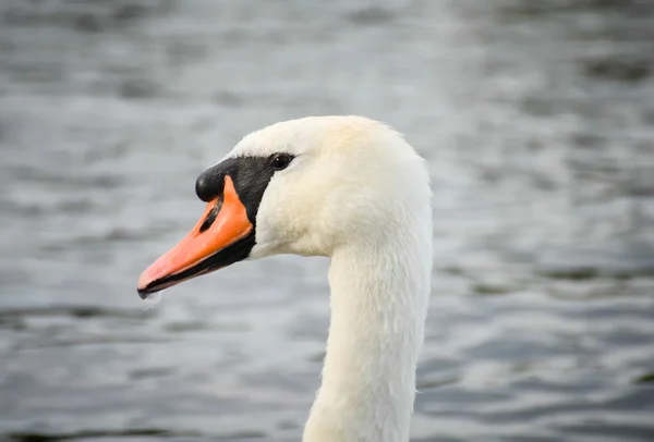 Beautiful white swan — Stock Photo, Image