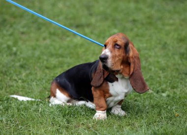 Basset hound