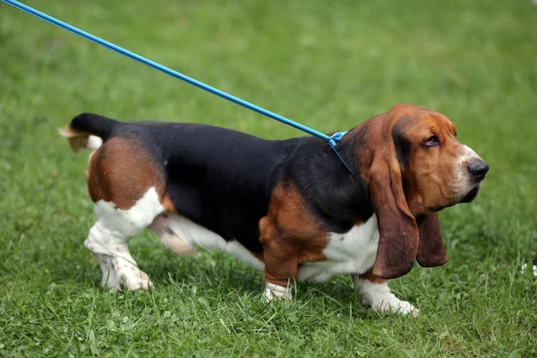 Basset hound — Stock Photo, Image