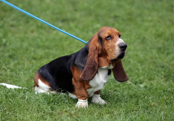 Cão de Basset — Fotografia de Stock