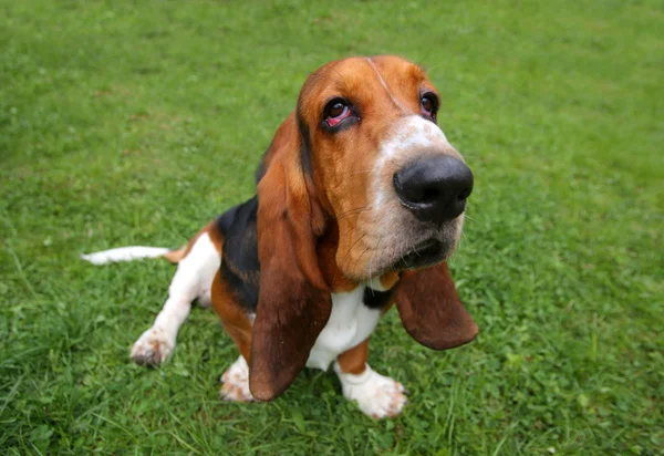 Basset hound — Stockfoto