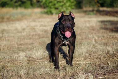 Boynunda zincir olan siyah bir pitbull sakince sahibine bakar. Güçlü bir dövüş köpeğiyle parkta yürüyüş, itaat eğitimi ve sahibini koruma yeteneği. Metin için boş alan