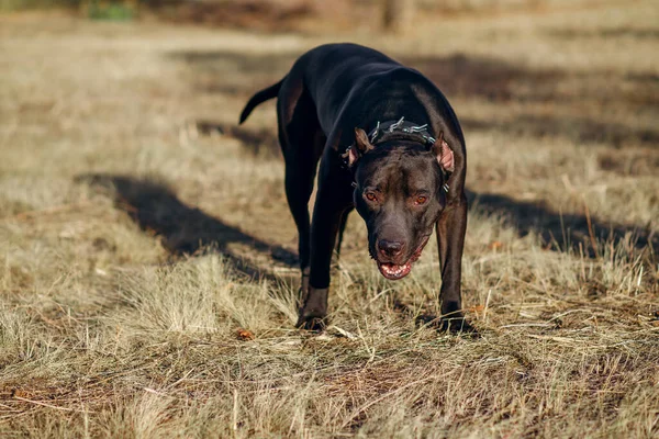 A black pitbull with a chain around its neck looks intently and anxiously to the side. Fighting strong breed of dog for a walk. Free space for text