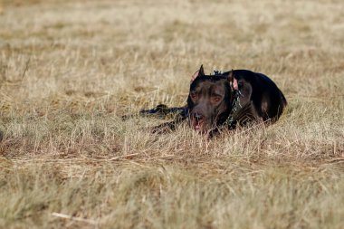 Zincirli siyah bir pitbull çimlerin üzerinde yatar ve yüzünü çevirir. Güçlü ve tehlikeli bir köpek sahibinin emirlerine itaat eder. Pitbull mükemmel bir savunucu ve itaatkar bir köpektir.