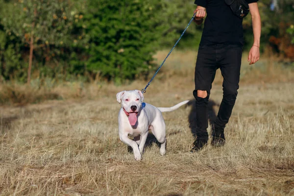 White Staff Terrier Bei Einem Spaziergang Mit Seinem Besitzer Der — Stockfoto