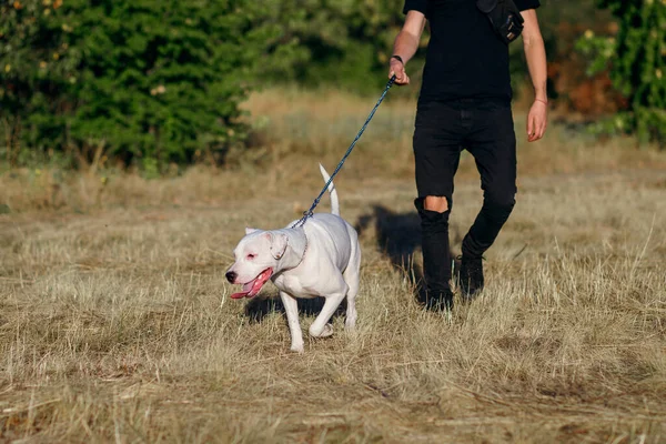 White Staff Terrier for a walk with its owner. The dog runs on the grass on a leash, sticking out its tongue. The beloved pet and his owner spend time together. Free space for text and advertising