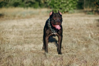 Boynunda zincir olan siyah bir pitbull sakince sahibine bakar. Güçlü bir dövüş köpeğiyle parkta yürüyüş, itaat eğitimi ve sahibini koruma yeteneği. Metin için boş alan