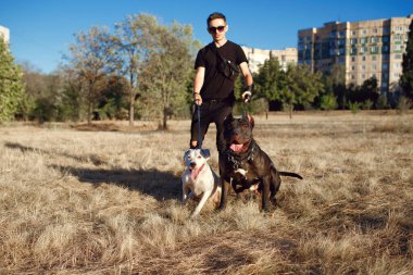 Güneş gözlüklü şık bir adam tasmalı iki köpeği gezdirir. Staffordshire Terrier ve Pit Bull sahipleri ile parkta yürüyorlar. Sahibinden tasmalı tehlikeli bir siyah beyaz köpek türü.