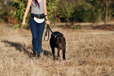 Bir kız tasmalı bir pitbull ile yürüyor. Tehlikeli bir köpek, sahibinin yanında itaatkar bir şekilde dolaşır. Pitbull sahibi için mükemmel bir korumadır.